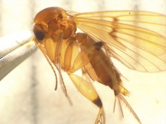 Mycetophila colorata