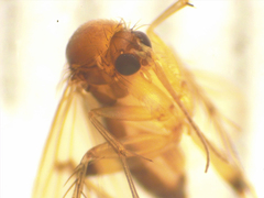 Mycetophila colorata