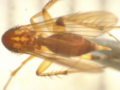 Mycetophila colorata