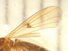 Mycetophila colorata