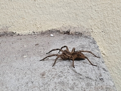 Lycosa erythrognatha