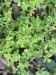 Ranunculus hebecarpus