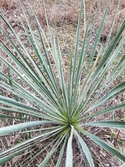 Yucca necopina