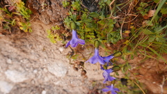 Cyananthus lobatus