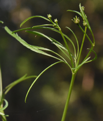 Cosmos bipinnatus