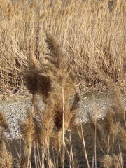 Phragmites australis