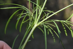 Cosmos bipinnatus