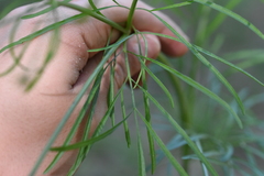 Cosmos bipinnatus