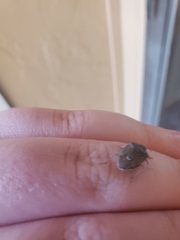 Hymenarcys nervosa