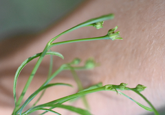 Cosmos bipinnatus