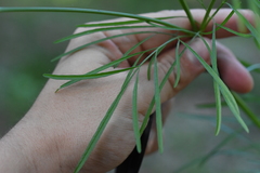 Cosmos bipinnatus