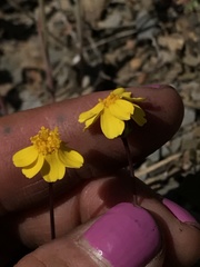 Leptosyne hamiltonii