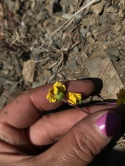 Leptosyne hamiltonii