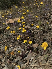 Leptosyne hamiltonii