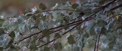 Grevillea wickhamii