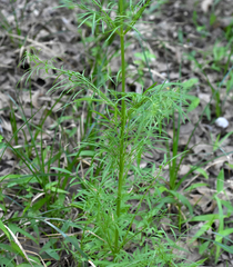 Cosmos bipinnatus