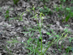 Cosmos bipinnatus