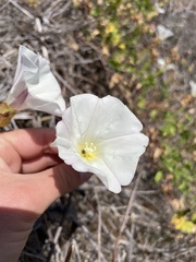 Calystegia macrostegia macrostegia