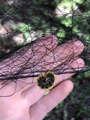 Lophocampa argentata