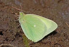 Colias alexandra apache