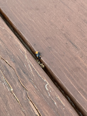 Neocapsus