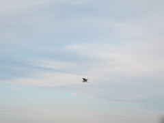 Ardea cinerea