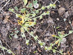 Plagiobothrys acanthocarpus