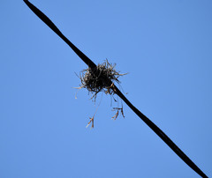 Tillandsia recurvata