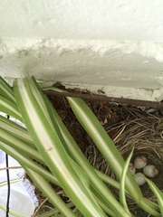 Junco