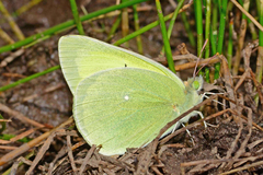 Colias alexandra apache