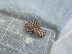 Crotalus oreganus helleri