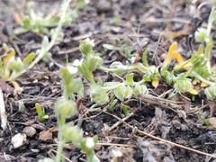 Plagiobothrys acanthocarpus