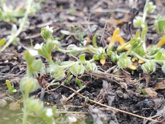 Plagiobothrys acanthocarpus