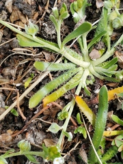 Plagiobothrys acanthocarpus