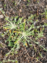 Plagiobothrys acanthocarpus