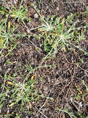 Plagiobothrys acanthocarpus