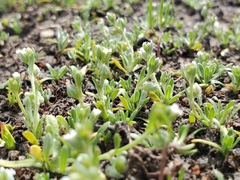 Plagiobothrys acanthocarpus