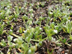 Plagiobothrys acanthocarpus