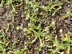 Plagiobothrys acanthocarpus