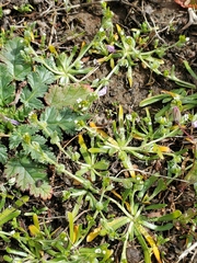 Plagiobothrys acanthocarpus