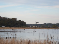 Ardea cinerea