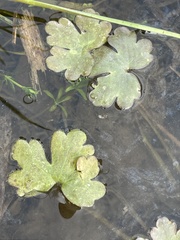 Ranunculus flabellaris