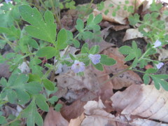 Phacelia covillei