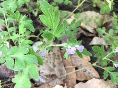 Phacelia covillei
