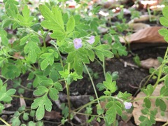 Phacelia covillei