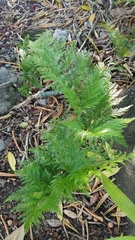 Davallia fejeensis
