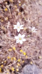 Triteleia lilacina