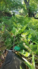 Davallia fejeensis