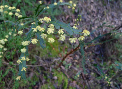 Acacia alata