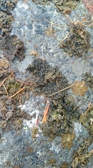 Umbilicaria hyperborea